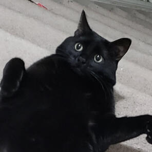 Hirari Karen (Misty)